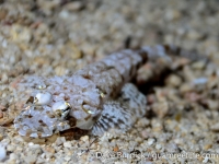 Thysanophrys chiltonae