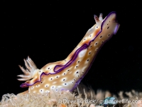 Hypselodoris tryoni