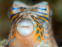 Canthigaster solandri