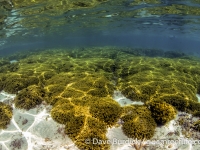 Ypao Beach, Tumon Bay Marine Preserve