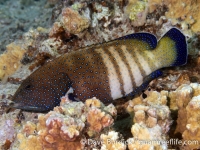 Cephalopholis argus