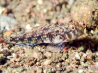 Redigobius sp.