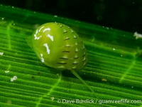 Smaragdia rangianna (from S. sp. A)