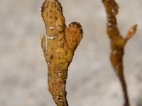 Solenostomus cyanopterus
