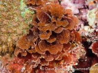 unidentified red algae