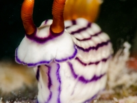 Hypselodoris whitei