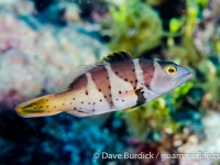 Plectropomus laevis (juvenile)