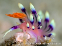 Flabellina exoptata