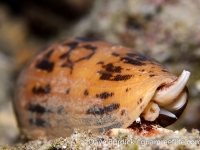 Conus striatus