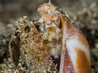 Octopus sp.