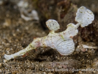 Solenostomus halimeda