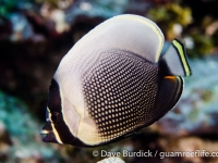 Chaetodon reticulatus