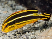 Plectorhinchus albovittatus