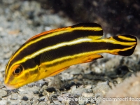 Plectorhinchus albovittatus