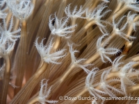 alcyoniid sp.