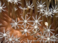 alcyoniid sp.