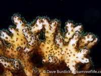 Pocillopora damicornis