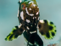 Epinephelus maculatus