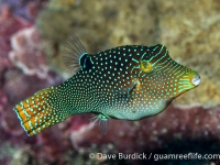 Canthigaster solandri