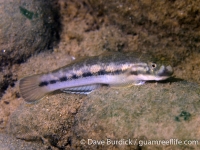 Sicyopterus lagocephalus