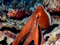 Octopus sp.