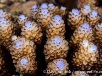 Acropora digitifera