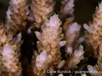 Acropora sp.