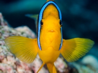 Amphiprion chrysopterus