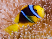 Amphiprion chrysopterus