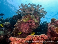 Asgadao Bay, Achang Reef Flat Marine Preserve