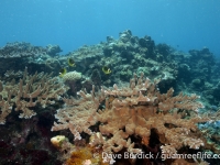 Asgadao Bay, Achang Reef Flat Marine Preserve