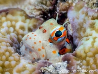 Blenniella chrysospilos