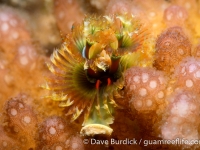 Spirobranchus corniculatus (from spp.)