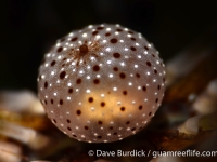 Echinothrix calamaris