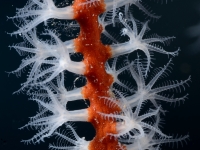 gorgonian sp.