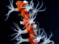 gorgonian sp.