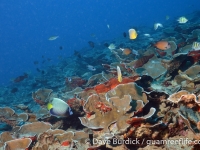 Dogleg Reef 02