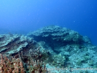 Dogleg Reef 04