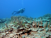 Dogleg Reef 05