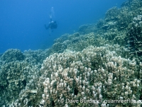 Dogleg Reef 07