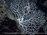 Crypthelia or Stenohelia sp. A