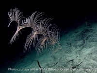 Iridogorgia magnispiralis
