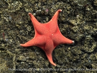 Mediaster ornatus