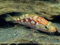 Plectranthias wheeleri