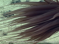 Relicanthus sp.