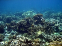 Finger Reef 02