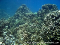 Finger Reef 04