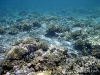 Finger Reef 05