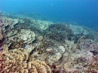 Finger Reef 06