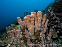 Finger Reef 07